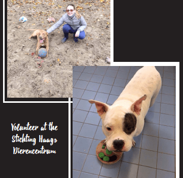 Volunteer at the Stichting Haags Dierencentrum